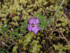 Phlox diffusa