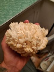 Hericium coralloides
