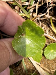 Hydrocotyle bonariensis