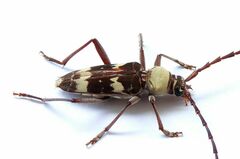 Megacyllene antennata