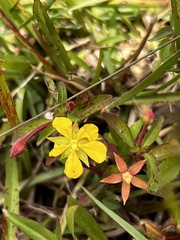 Ludwigia leptocarpa