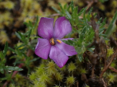 Phlox diffusa