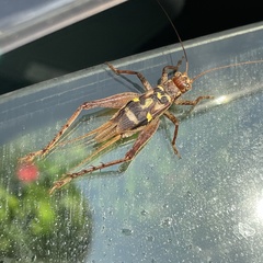 Cardiodactylus guttulus