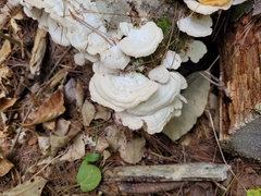 Trichaptum subchartaceum