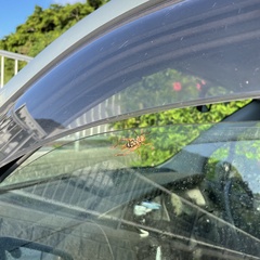 Cardiodactylus guttulus