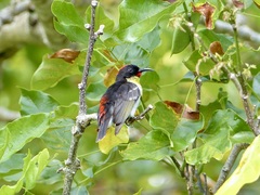 Myzomela jugularis