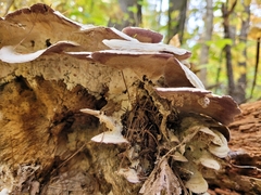 Trichaptum subchartaceum