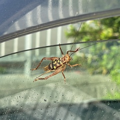 Cardiodactylus guttulus