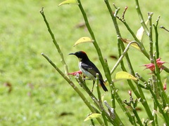 Myzomela jugularis