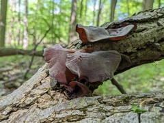 Auricularia auricula-judae