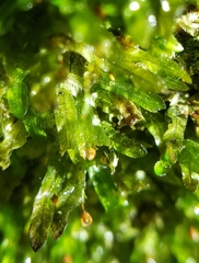 Orthorrhynchium elegans