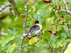 Myzomela jugularis