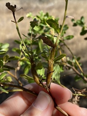 Rhopalomyia baccharis