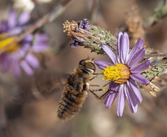 Poecilanthrax arethusa