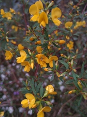 Pultenaea flexilis