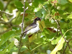 Myzomela jugularis