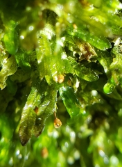 Orthorrhynchium elegans