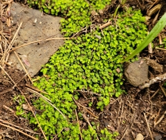 Fissidens taxifolius