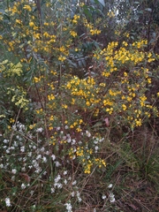 Pultenaea flexilis