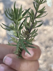 Teucrium