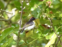 Myzomela jugularis