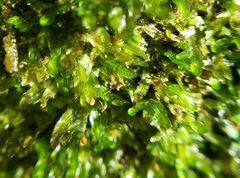 Orthorrhynchium elegans