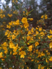 Pultenaea flexilis