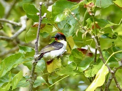 Myzomela jugularis