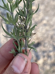 Teucrium