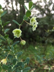 Phyllanthus calycinus