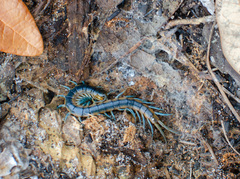 Scolopendra viridis