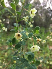 Phyllanthus calycinus