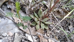 Echeveria heterosepala