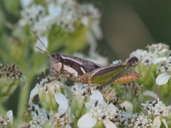 Phaedrotettix dumicola