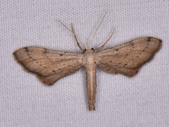 Euacidalia brownsvillea