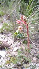 Echeveria heterosepala