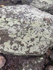 Flavoparmelia baltimorensis