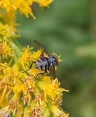 Gymnoclytia