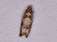 Epinotia