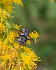 Gymnoclytia
