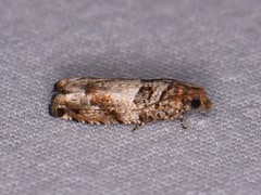 Epinotia