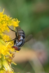 Gymnoclytia