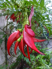 Clianthus maximus