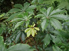 Schefflera digitata