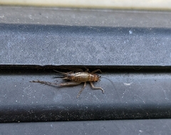 Anaxipha exigua