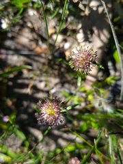 Opercularia scabrida