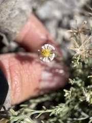 Chaetopappa ericoides