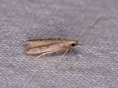 Numata bipunctella