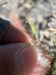 Chaetopappa ericoides