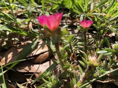 Portulaca amilis